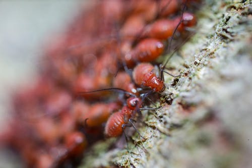Hubení škůdců vyžaduje pečlivost i trpělivost – Jak si poradit se štěnicemi a dalším hmyzem?